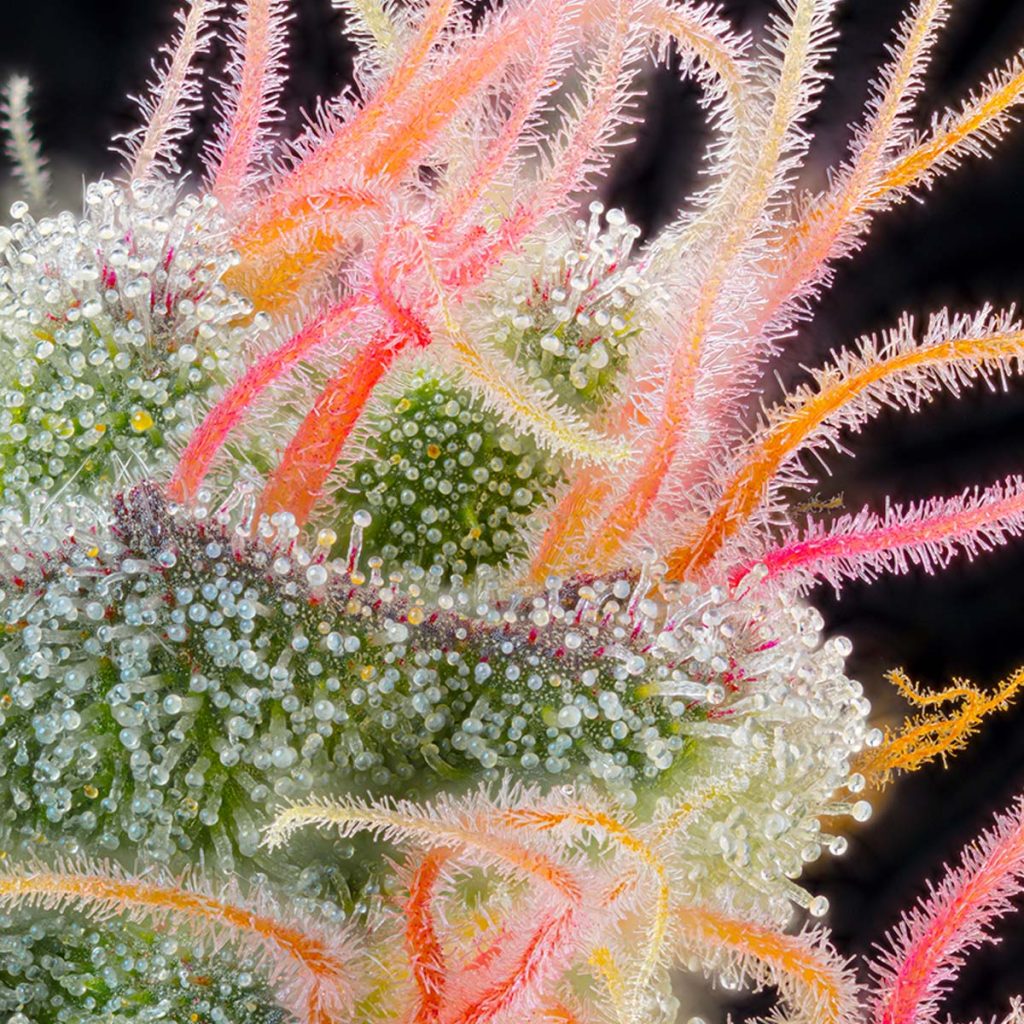 Grounded Genetics Pink Honey