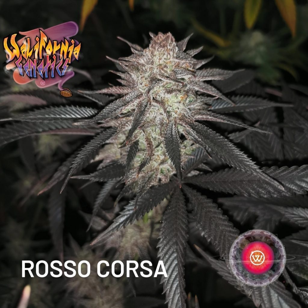 Rosso Corsa
