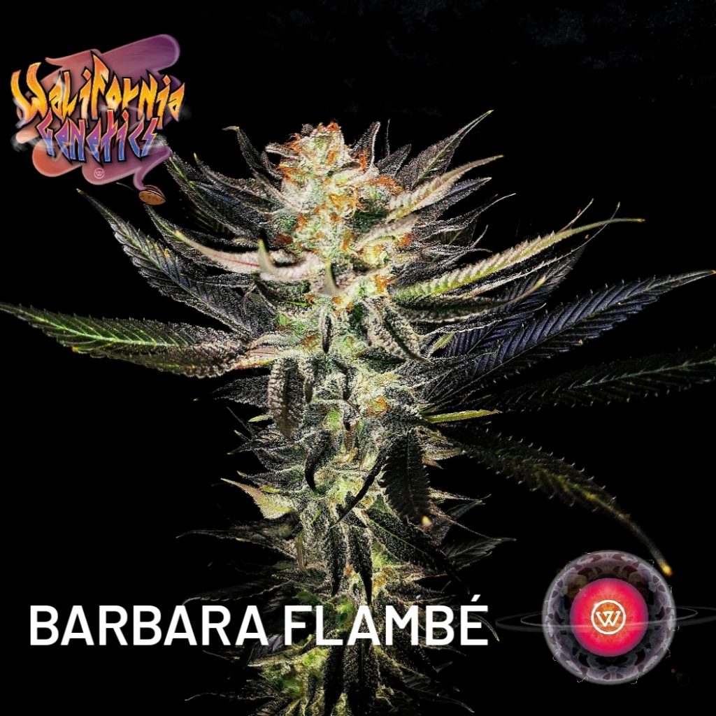 Barbara Flambé