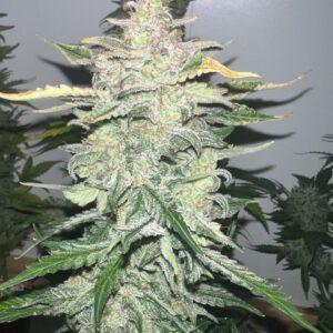 (Gelato x Purple Punch) x Orange Assault