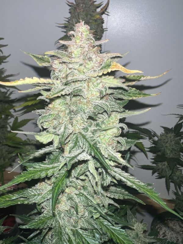 (Gelato x Purple Punch) x Orange Assault