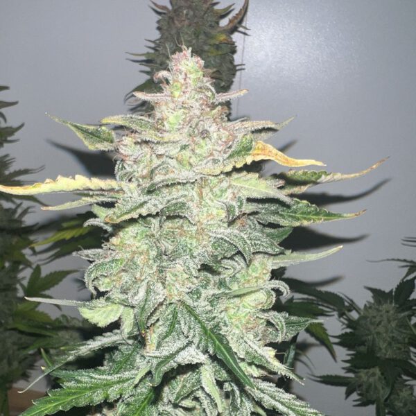 (Gelato x Purple Punch) x Orange Assault