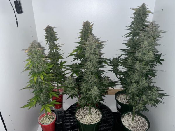 (Gelato x Purple Punch) x Orange Assault – Bild 2