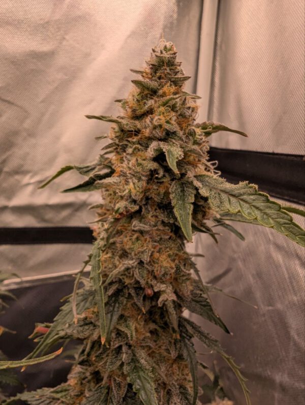 Zkittlez x Orange Assault – Bild 2