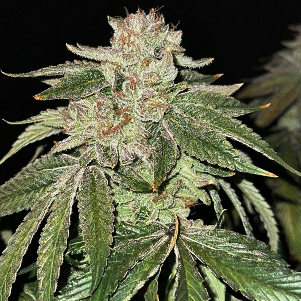 Glitter Gas