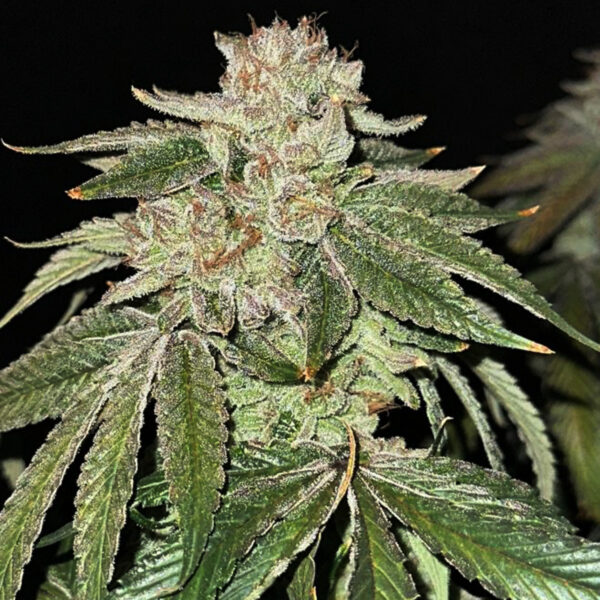 Glitter Gas