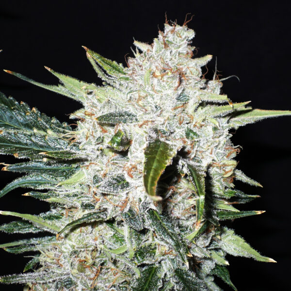 Purple Domina